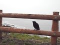 Japanese Large-Billed Crow Barking Like A Dog