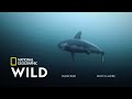 Here's What Happens After an Elephant Dies | Nat Geo Wild