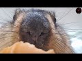 bread makes chubby marmot excited