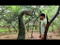 Anaconda Snake in Real Life Video 3