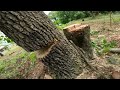 Falling Trees