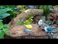 Cat TV for cats to watch 😺the most beautiful bird singing garden | Singing Bird Graden