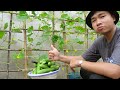 80 Days Lifecycle: Cucumber secrets - From seed to harvest