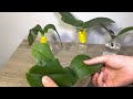 Revive Rootless Orchids With Soft Leaves Quickly With This Way, They Will Get Abundant Roots