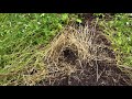 Cottontail Rabbit Made Nest in My Garden Raised Bed