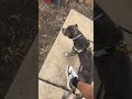 introducing Pitbull to other dogs