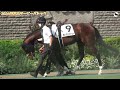 【4K動画】2024年日本ダービー(東京優駿)パドック【東京競馬場】