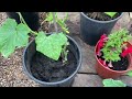 শশা গাছের আপডেট /How to  protect  Cucumber plants from powdery mildew disease