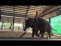 Elephants playing Soccer ⚽️⚽️ช้างเล่นบาส เตะฟุตบอล🐘🐘❤️❤️#elephant#thailand #soccer