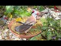 🤩Amazing Bird Breeding Update | Finches, Canary, Budgies, Bird Aviary | S3:Ep2 #birds #nature #bird