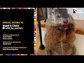 Wild Groundhog Thinks She’s A Toddler | The Dodo