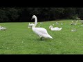 Swans: Graceful on Water, Clumsy on Land