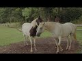 Riding Horses | Therapy & Healing
