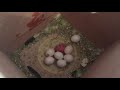 Why aren't my budgie's eggs hatching?