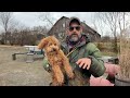 How to Train a Fearful & Aggressive Goldendoodle