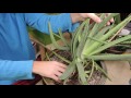 Re-Potting a Top Heavy Aloe