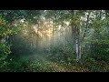 ASMR 4K FOREST NOISE AND BIRDS CHIRPING 30 MINUTES (Relaxing Sounds) - Everyday Life Sounds