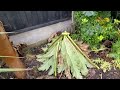 How to prepare a gunnera for winter