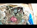Nesting, hatching and full growth of sparrows
