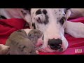 Tiny Great Danes | Too Cute!