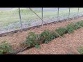 Greenhouse Tomatoes 🍅🍅 05/14/23