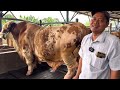 1000 SAPI KURBAN TERBESAR SUMBER TERNAK FARM ROSSI TERJUAL ❓‼️🔥🔥🔥