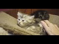Mathilda's 7 & Hazel's 6 Week Kittens