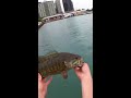 Downtown Chicago Lake Michigan Bass Fishing