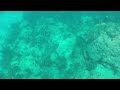 Reef Shark Looe Key Jan 18 2017