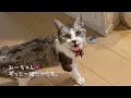 【給水器】空の容器の横で全く動かず飼い主が気がつくまで待つ。もうそんな事は決してありません！/ジャックラッセルテリア