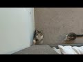 Parkour Cats