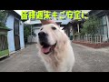 【大型犬洗ったら】こんなに白くなりました・・・。　#メイちゃんねる