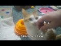 【2347日目】クンクンにゃ～な猫【かわいい・面白い】～The growth record of my cute cat, Nike day 2347