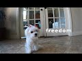 My Dog the Great Escape Artist | xoxo Lucy the Maltese