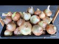 How to Grow Onions from Seed in Containers and Garden Beds| Easy Planting Guide