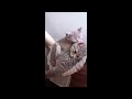 Funny Cat Videos Try Not To Laugh 😹Funniest Cat Videos in The World😺Funny Cat Videos Compilation #64