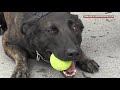 Live PD: Running Drills with K9 Flex (Season 2) | A&E