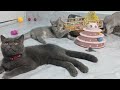 Funniest Dogs And Cats Videos 2024😺You Laugh You Lose🐶