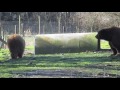 big Kodiak and grizzly bear