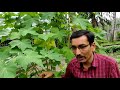 मिनटों मे पाएं मीलीबग से छुटकारा / Mealybug Control in Plants instantly.