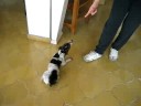 doggy trick