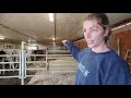 Small dairy farm tour in Saskatchewan