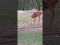 Deer this afternoon