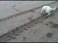 Indra op het strand