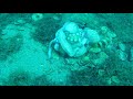 Diving with octopuses || 🇬🇷 North Evia Island Greece