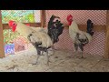 Top rooster crowing compilation | original misori faumi chicken