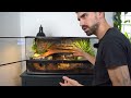 🌿BIOACTIVE VIVARIUM FOR A LEOPARD GECKO | TERRAQUAMAN