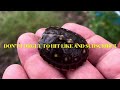 Tortuga Ranch Baby Turtle Indoor Care
