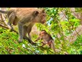 Amazing wildlife.. monkey family..macaco.. kurangan... monkey. monkey video.. viral monkey video