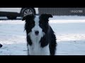 Funny Border Collie Tries on Dog Shoes for the FIRST time!
